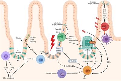 Maintenance of Barrier Tissue Integrity by Unconventional Lymphocytes